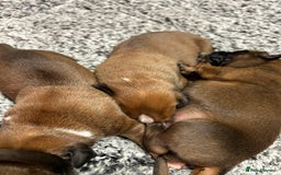 Boxer dogs for sale: Boxer puppies K.C registered  - Image 4