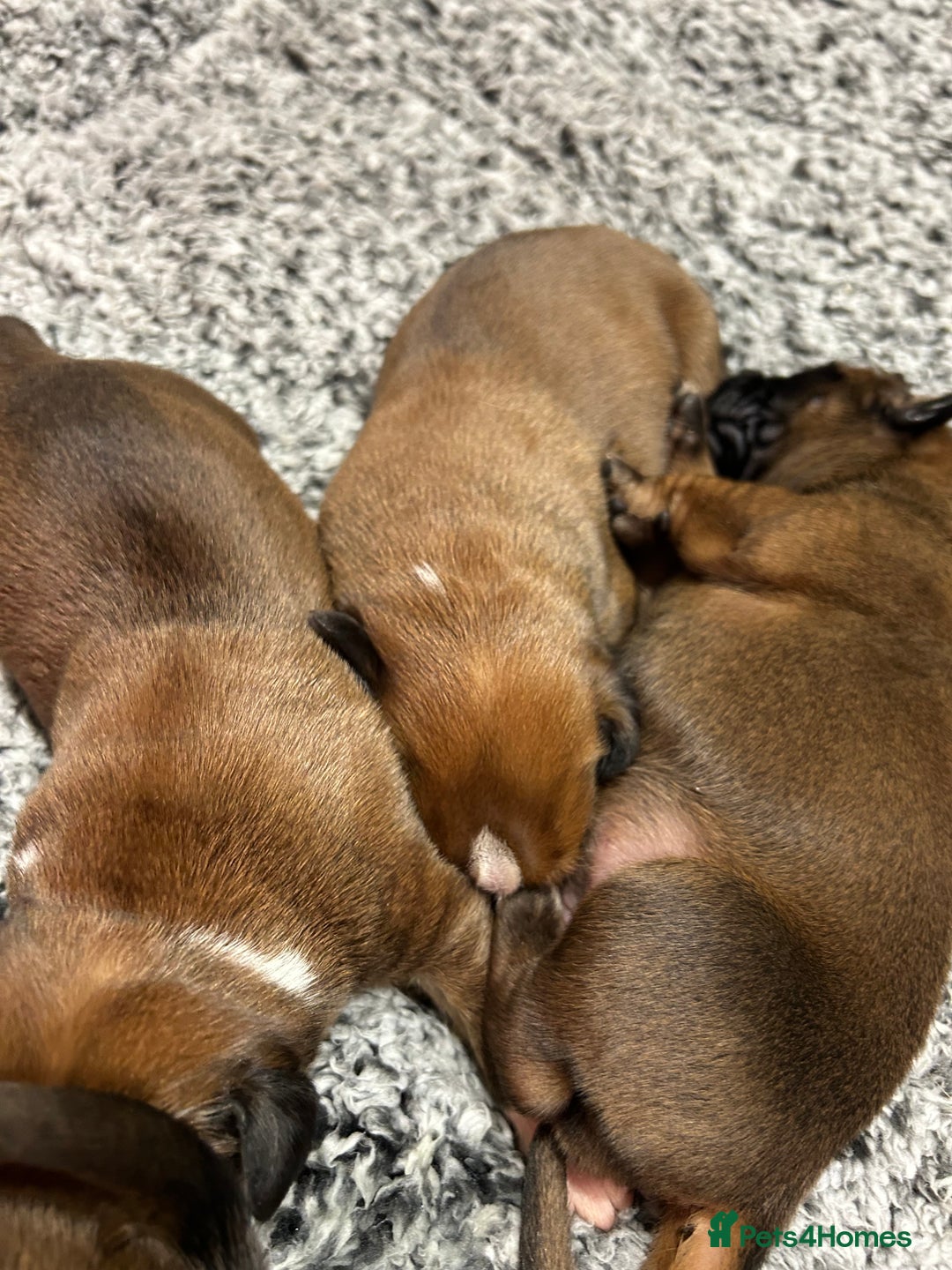 Boxer dogs for sale: Boxer puppies K.C registered  - Image 4