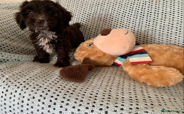 Cockapoo dogs - Advert 16