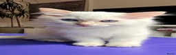 Ragdoll cats for sale: Ragdoll Kittens blue point and flame point - Advert 19