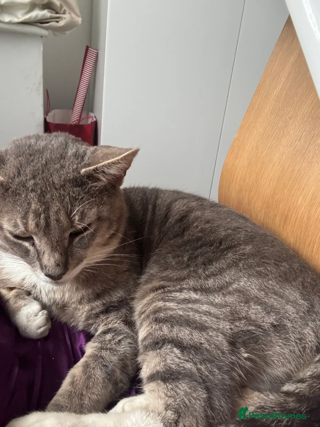 Mixed Breed cats for sale: Joyful kitten ❤️😈😆😍 - Advert 13