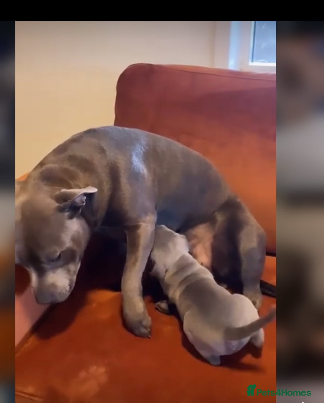 Staffordshire Bull Terrier dogs for sale: Outstanding  %100 Health Tested Staffy Puppies - Advert 25