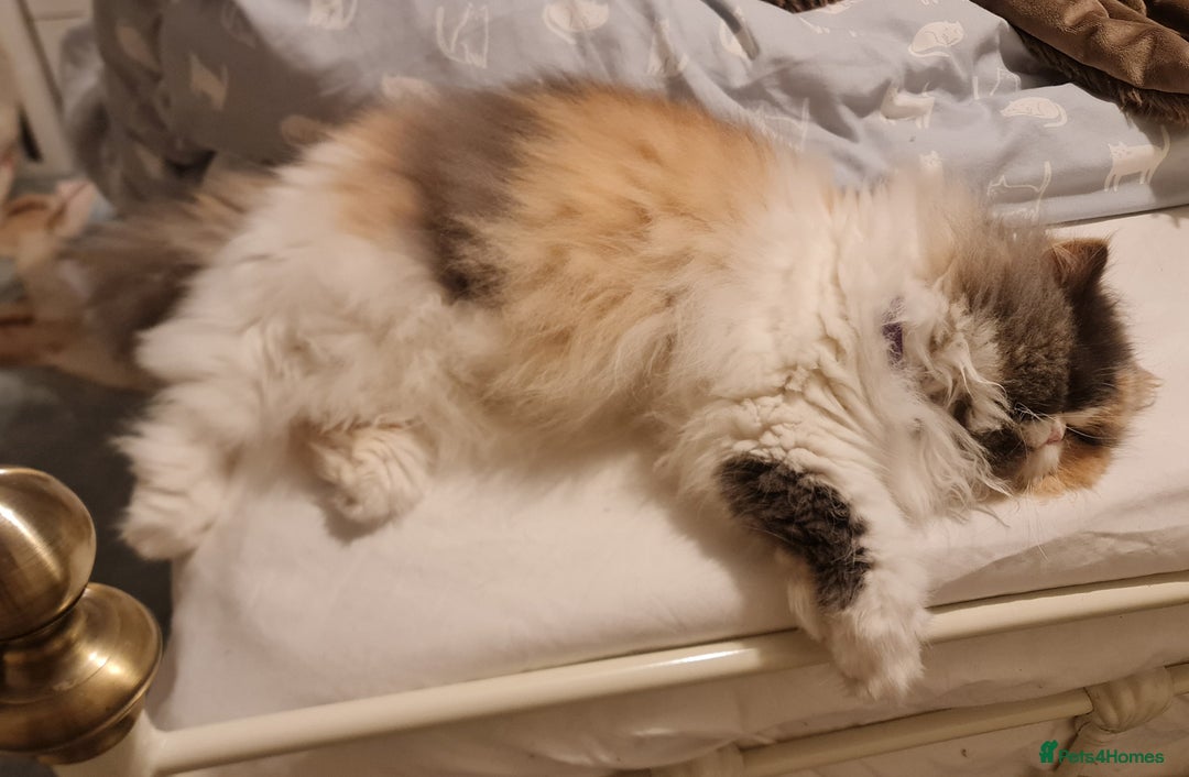 Mixed Breed cats for adoption: Sweet, sassy Samara is looking for a loving home - Advert 2