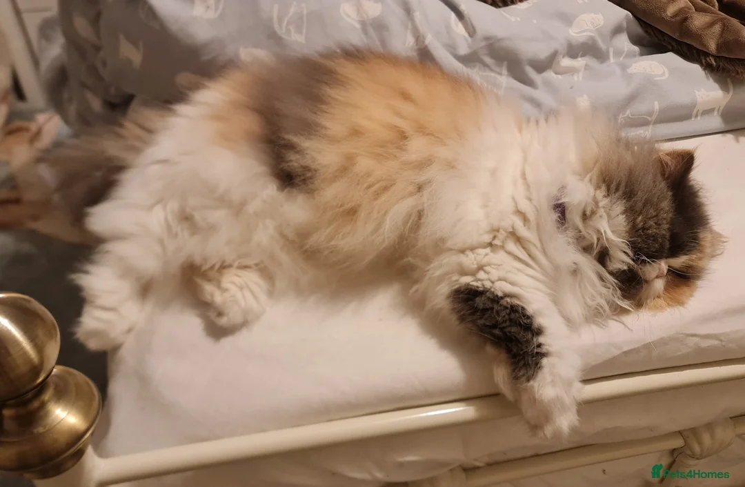 Mixed Breed cats for adoption: Sweet, sassy Samira is looking for a loving home - Advert 2