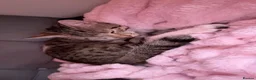 Bengal cats for sale: Beautiful bengal female cat  - Advert 6