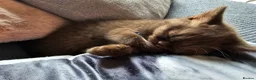 British Shorthair cats for sale: British short hairs  - Advert 3