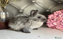 Netherland Dwarf rabbits for sale: Pure bred netherland dwarf babies  - Image 8