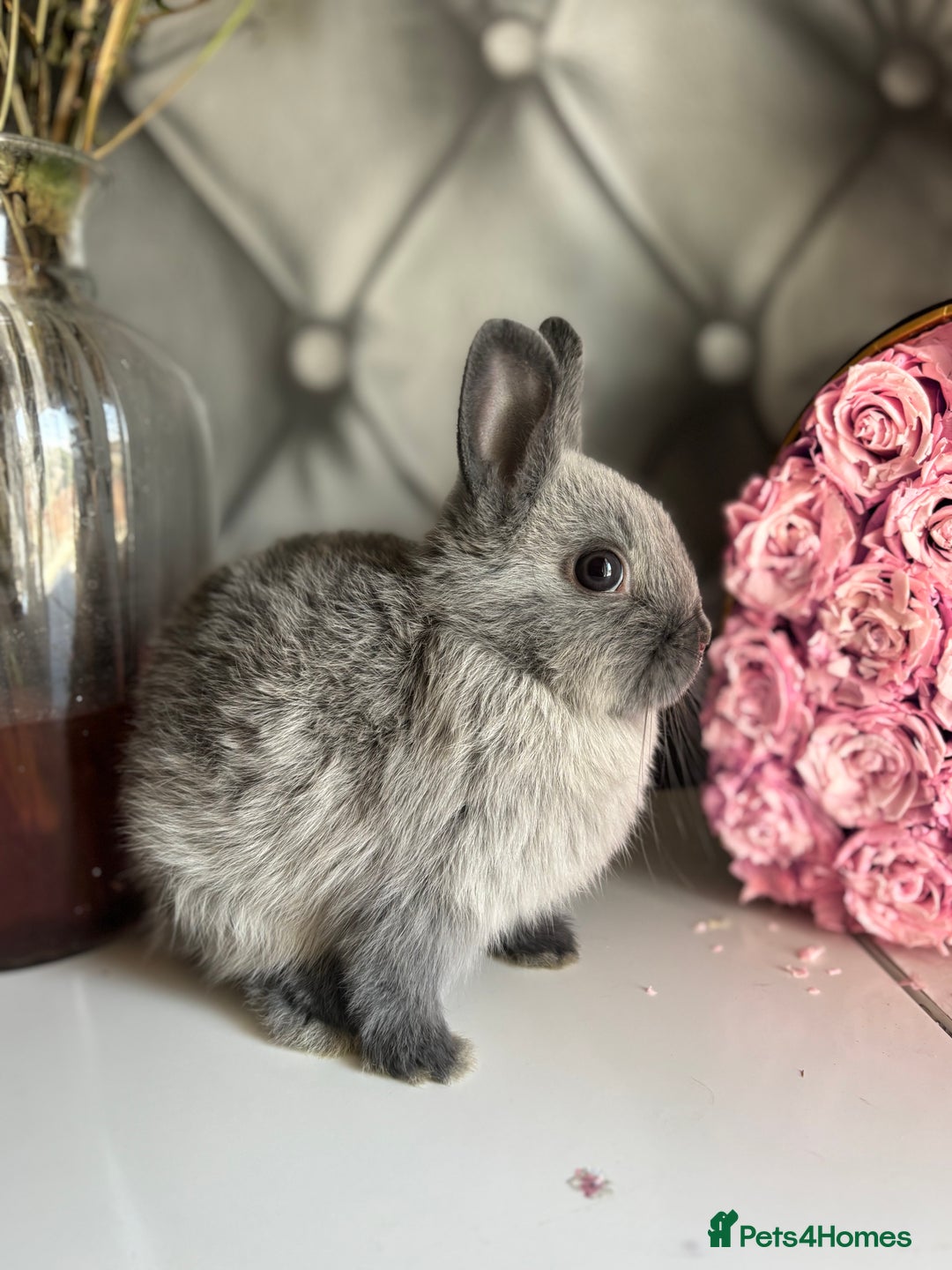 Netherland Dwarf rabbits for sale: Pure bred netherland dwarf babies  - Image 8