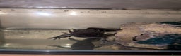 Axolotl reptiles for sale: Axanthic melanoid axolotl - Advert 2