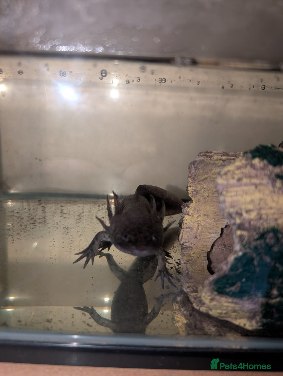 Axolotl reptiles for sale: Axanthic melanoid axolotl - Advert 2
