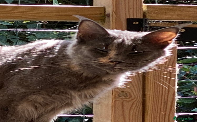 Maine Coon cats - Advert 8