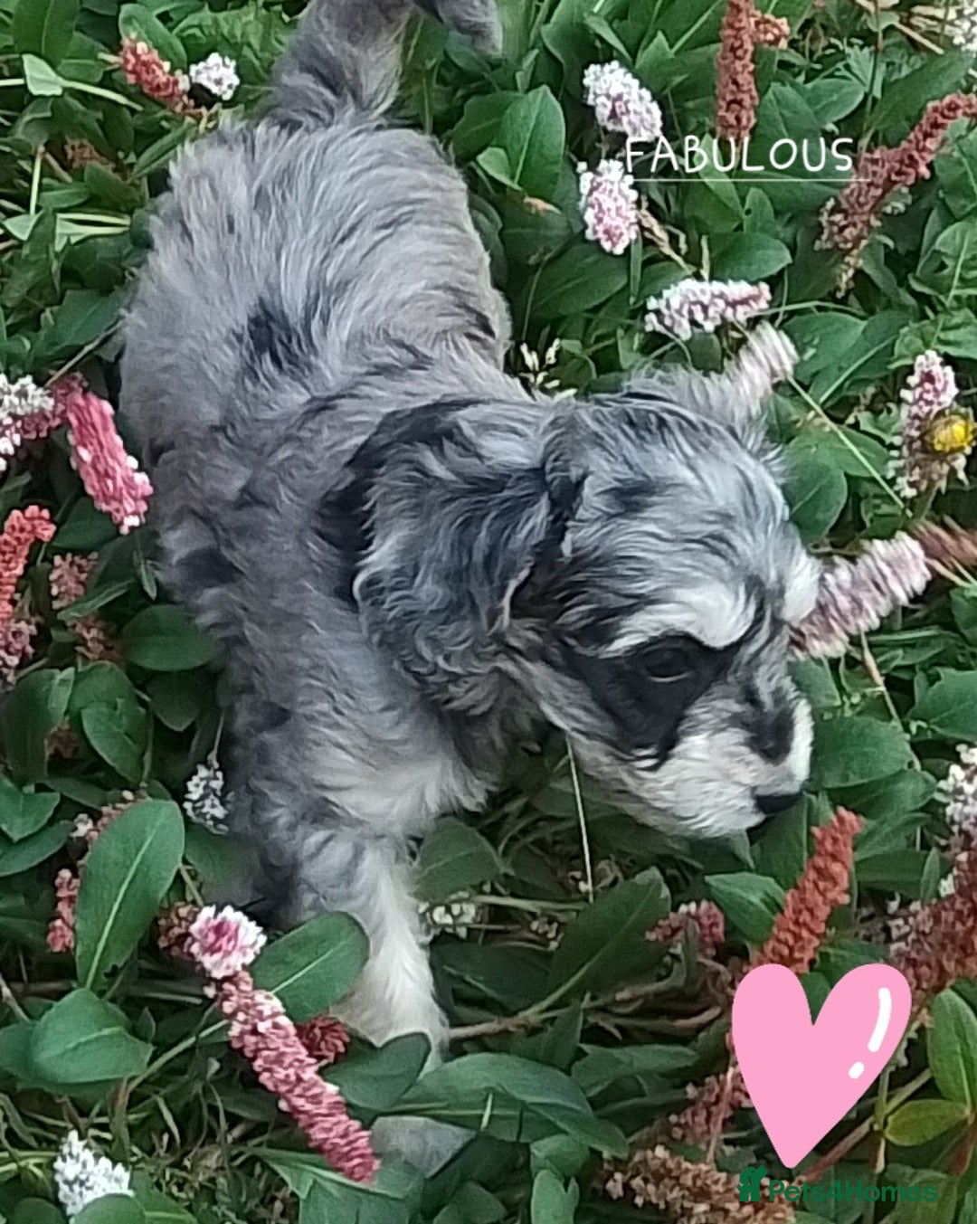 American Cocker Spaniel dogs for sale: SIX SNUGGLE MUFFINS AMERICAN COCKER, TOY POODLE - Image 26