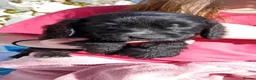 Cocker Spaniel dogs for sale: Show cocker pups in Peterhead - Advert 9