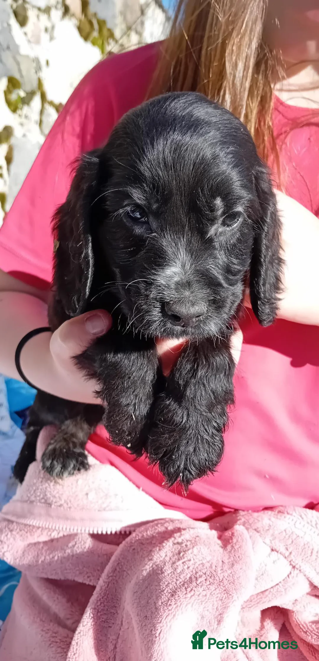 Cocker Spaniel dogs for sale: Show cocker pups in Peterhead - Advert 9