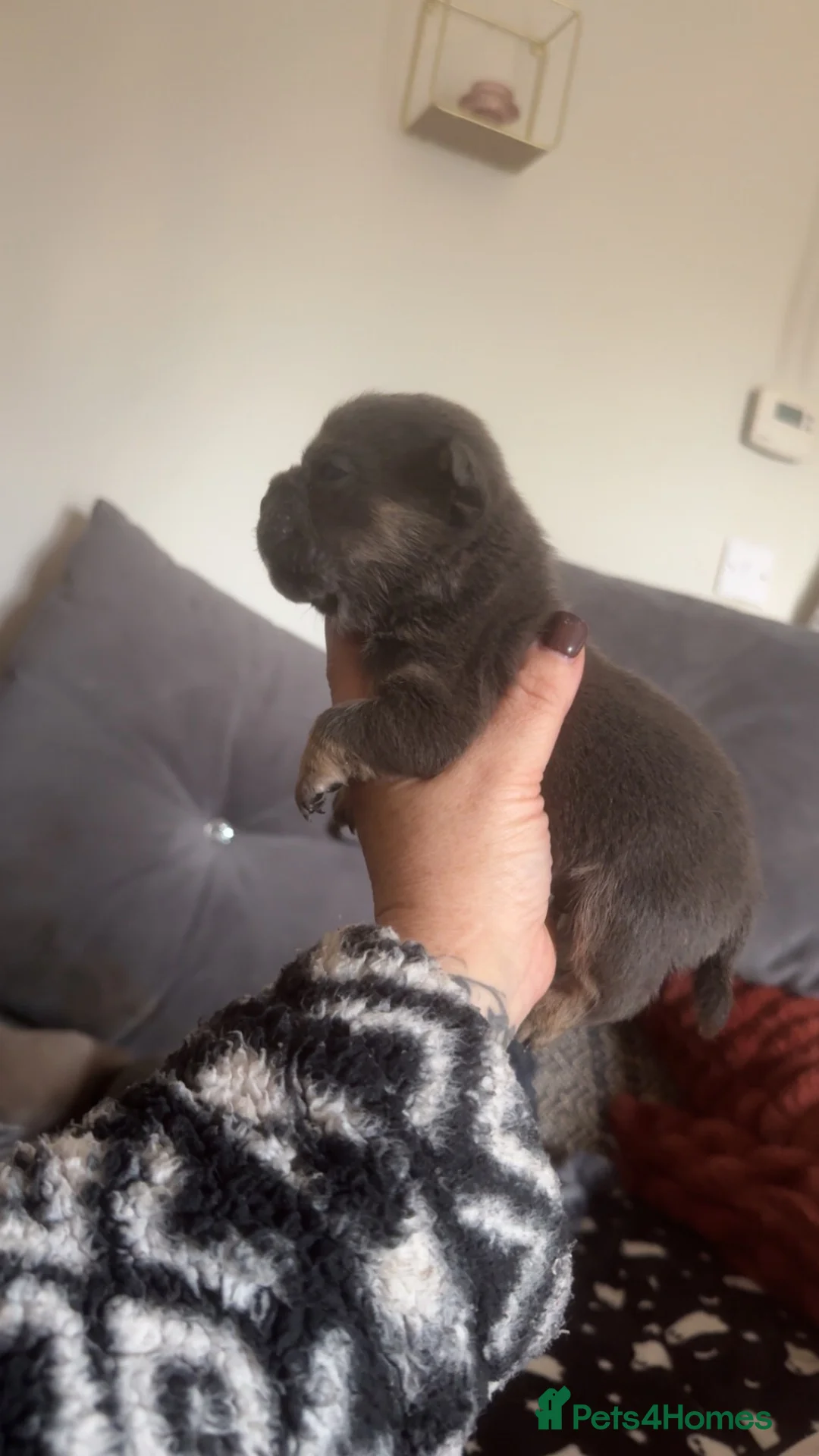 Olde English Bulldogge dogs for sale: OEB puppies for sale  - Advert 1