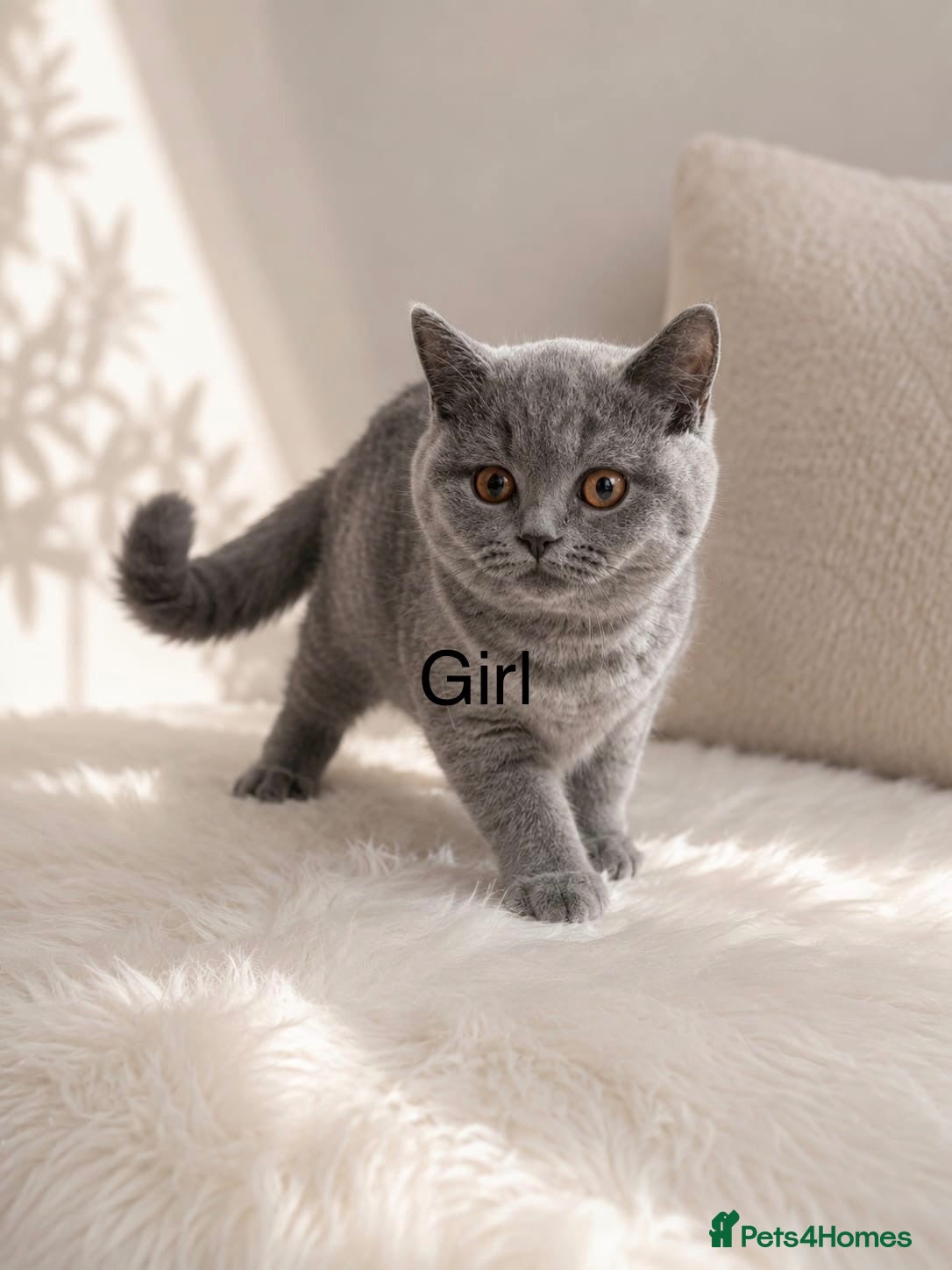 British Shorthair cats Beautiful paws*GB 😻 - Advert 1
