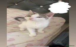 Domestic Shorthair cats for sale: Domestic Shorthair - Image 1