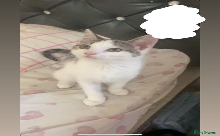 Domestic Shorthair cats - Advert 1