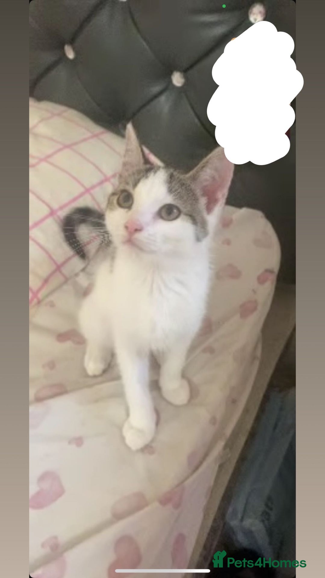 Domestic Shorthair cats for sale: Domestic Shorthair - Image 1