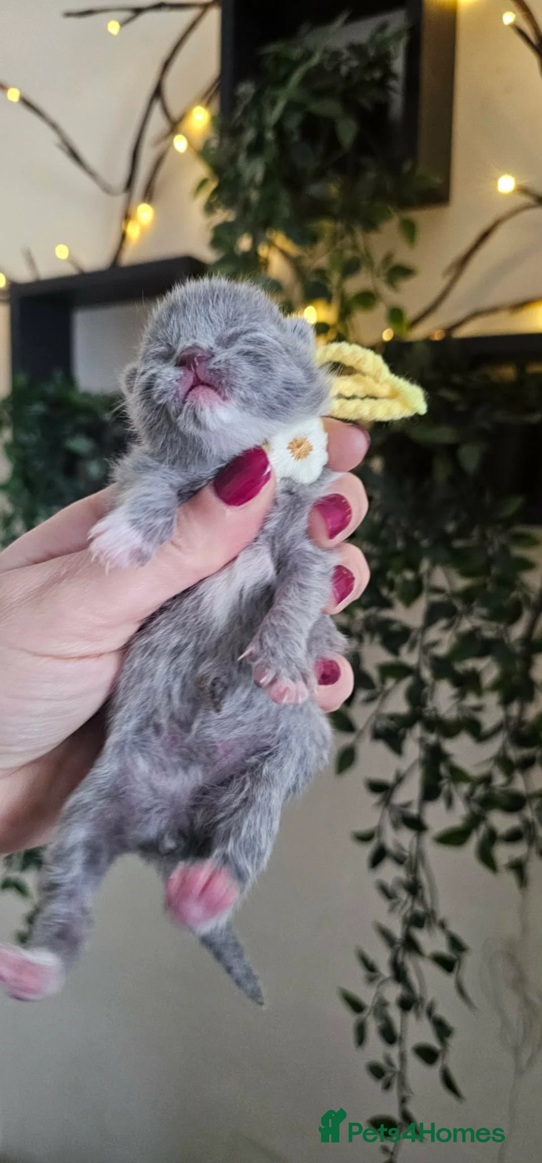 British Shorthair cats for sale: High Quality British Shorthair Kittens GCCF - Advert 2