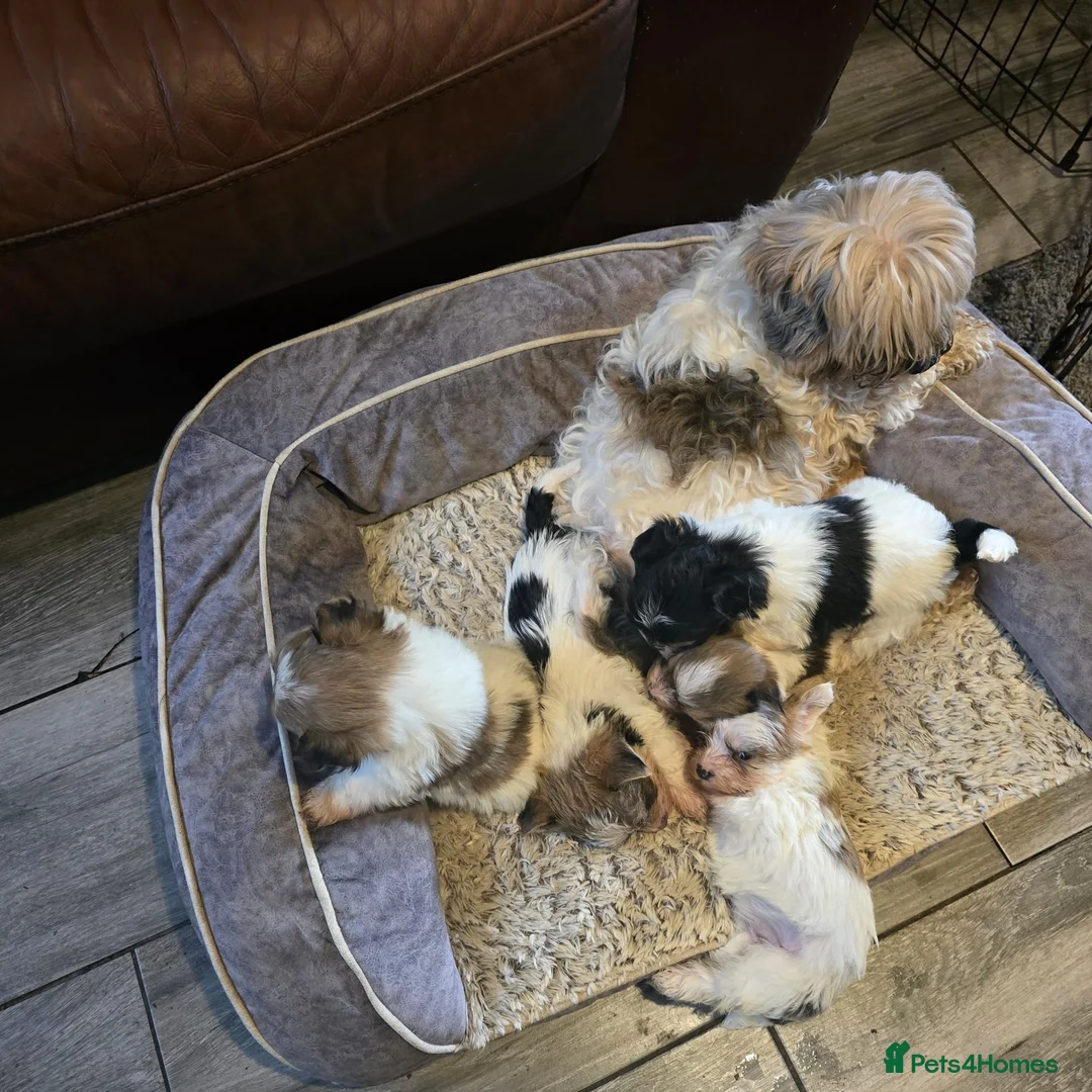 Mixed Breed dogs for sale: 5 Lhasa Apso × Yorkshire Terrier puppies for sale  - Advert 12