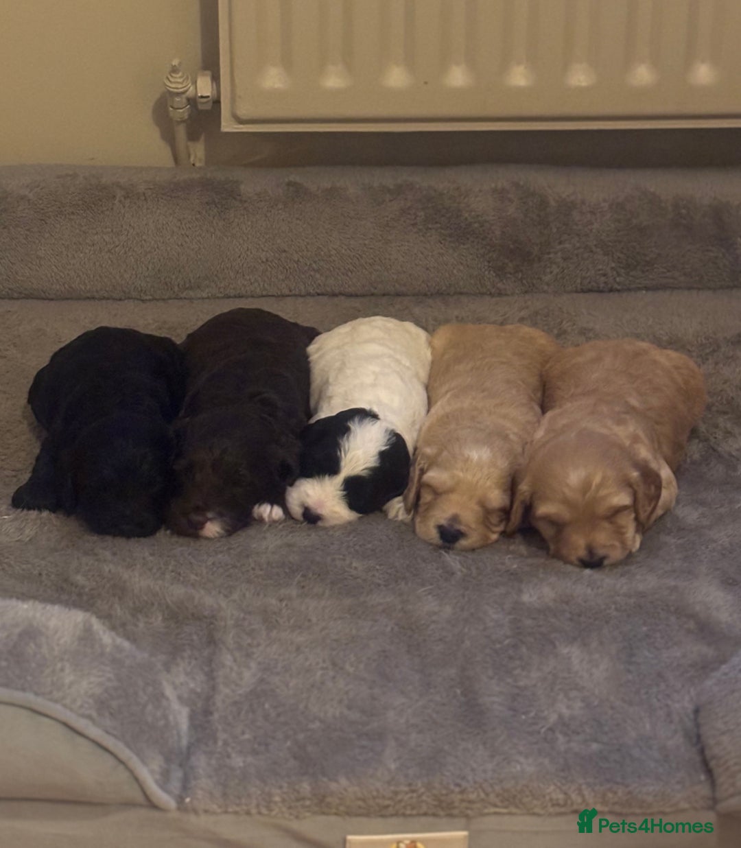 Cockapoo dogs for sale: Stunning F1 Cockapoos from H/Tested KC Parents!! - Image 18