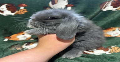 Mini Lop rabbits - Advert 8