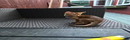 Abyssinian cats for sale: Last one boy ready to go🌟 - Advert 14