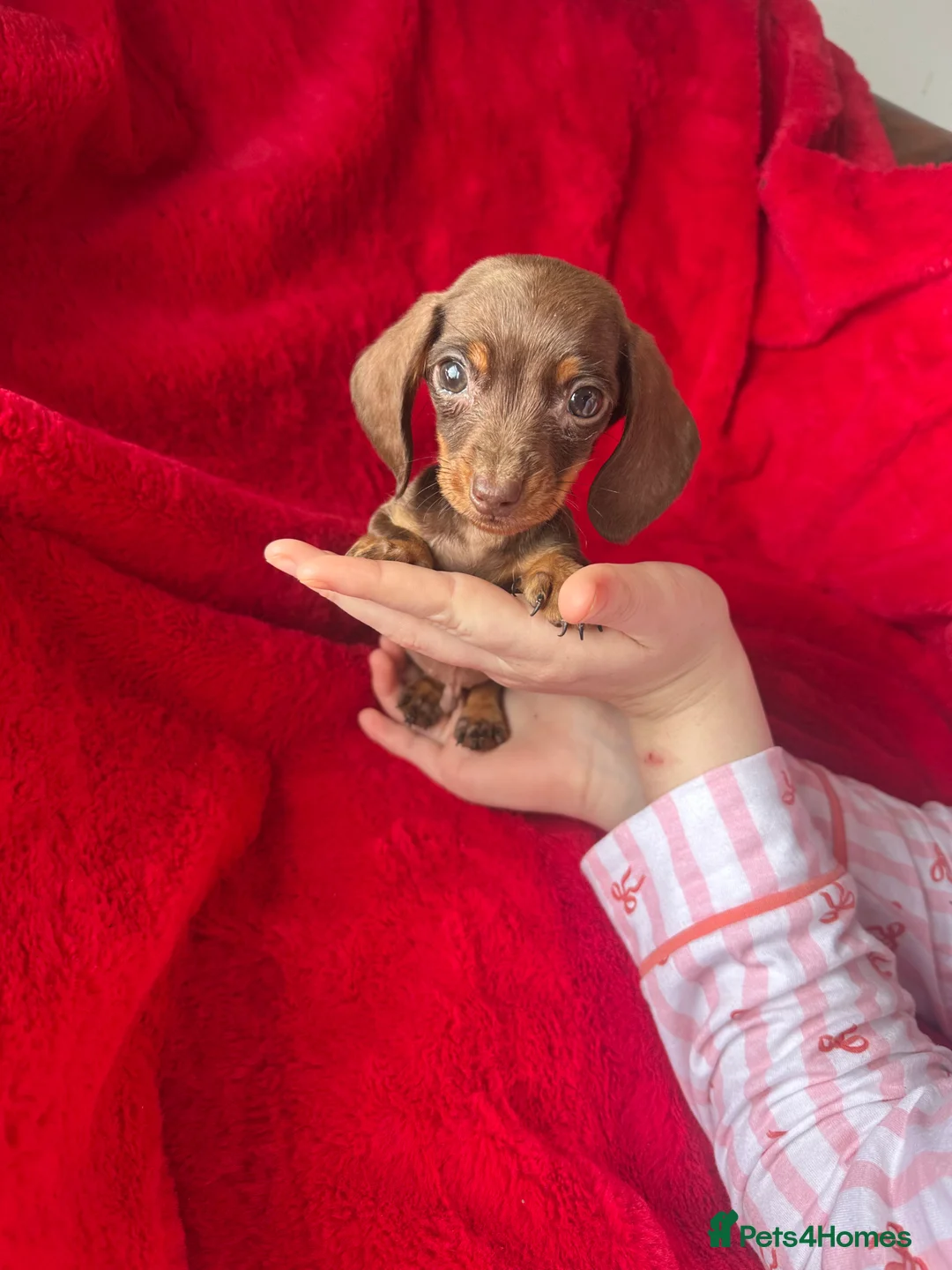 Miniature Dachshund dogs for sale: 2 GORGEOUS MINIATURE DACHSHUND PUPPIES FOR SALE  - Advert 15