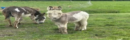 Donkey livestock for sale: STANDARD JENNY FOAL FOR SALE  - Advert 6