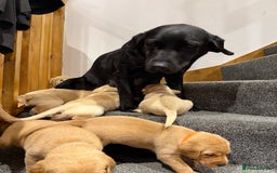 Labrador Retriever dogs for sale: Early Autumn Labrador Puppies - Image 20