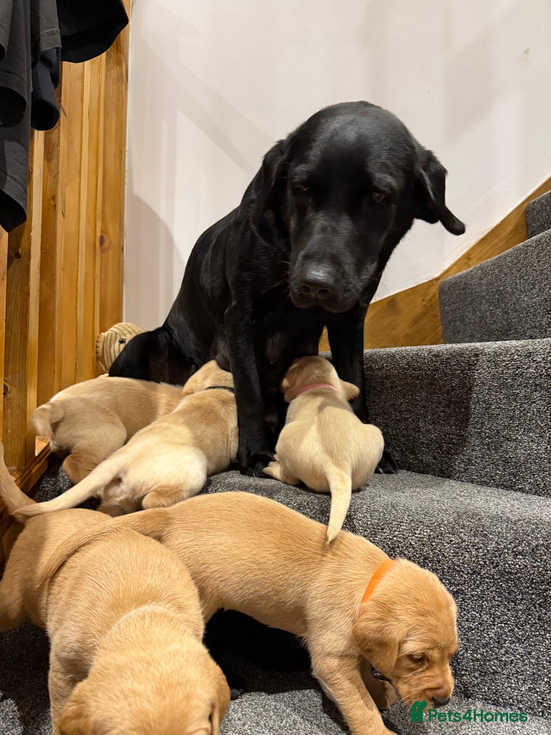 Labrador Retriever dogs for sale: Early Autumn Labrador Puppies - Image 20