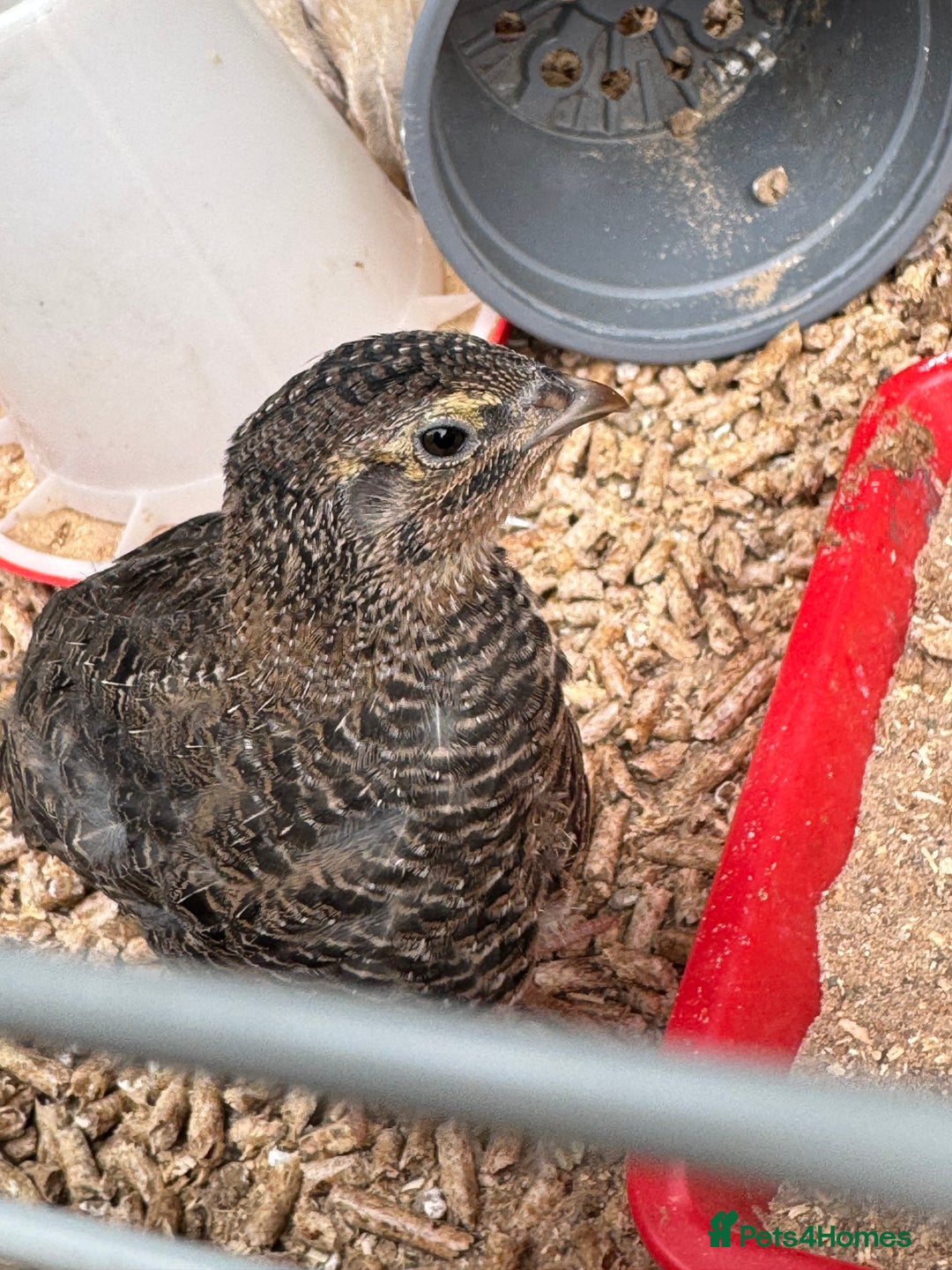 Quail poultry for sale: 4 1/2 week old mix of coturnix quails - Image 12