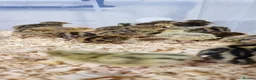 Quail poultry for sale: 🐣 Live Jumbo Coturnix Quail Chicks – Ready Now!  - Advert 13