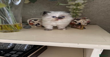 Birman cats - Advert 16