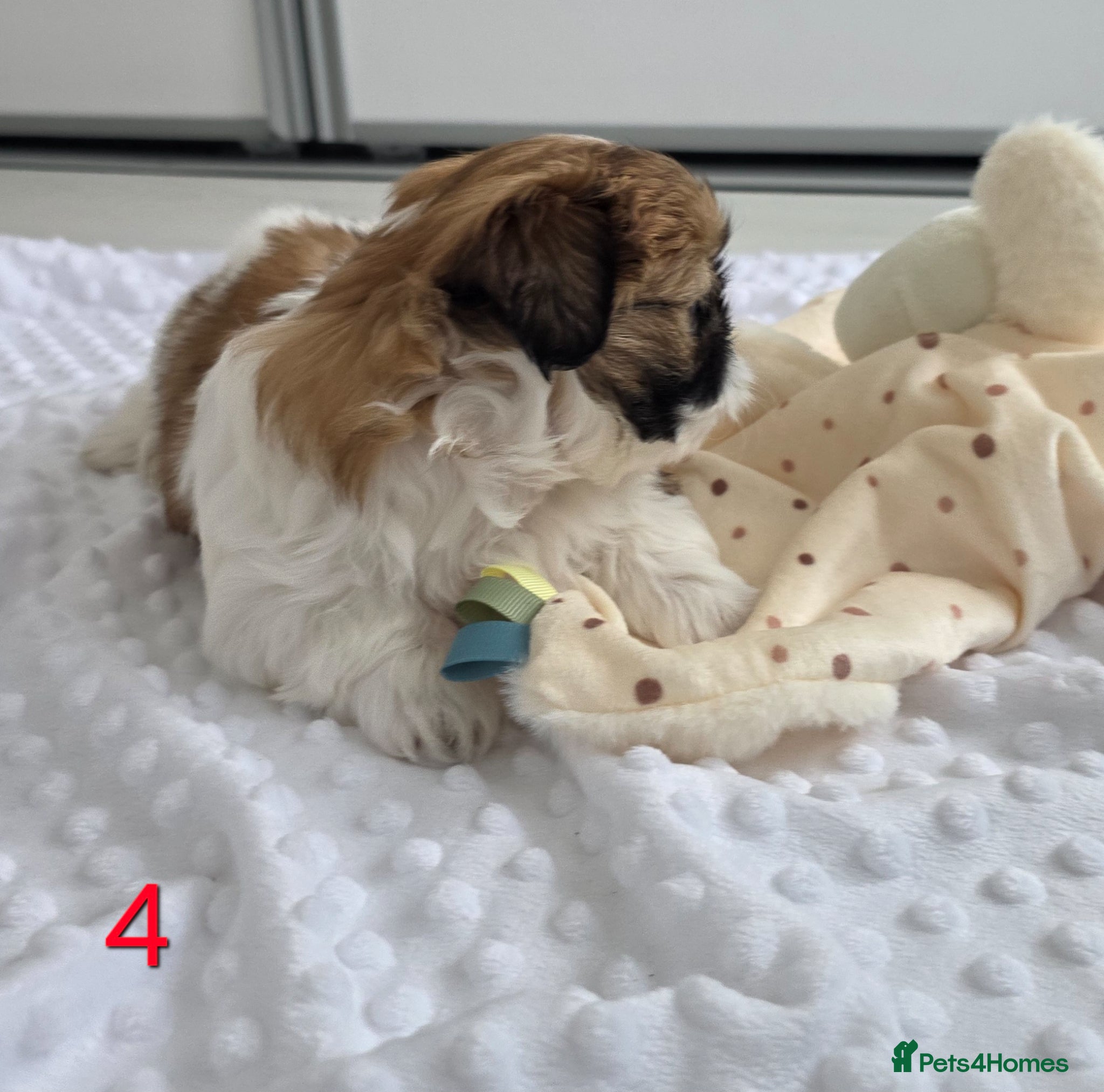 Mixed Breed dogs for sale: Beautiful 4 puppies (4 boys) - Advert 13