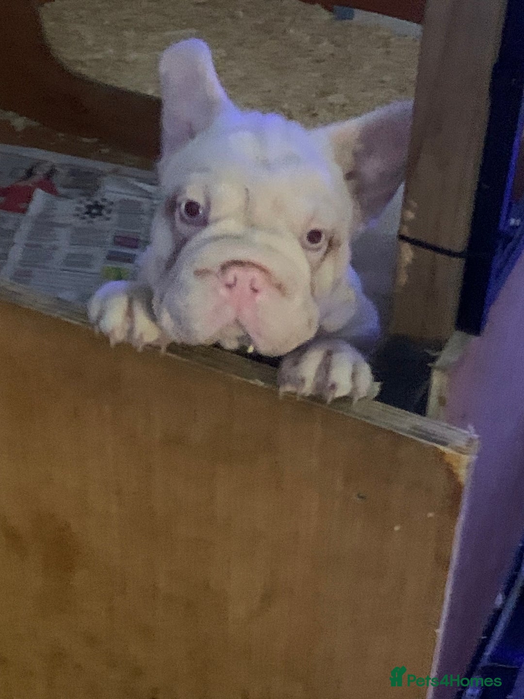 French Bulldog dogs for sale: Platinum Visual Pink French Bulldog Male - Advert 5