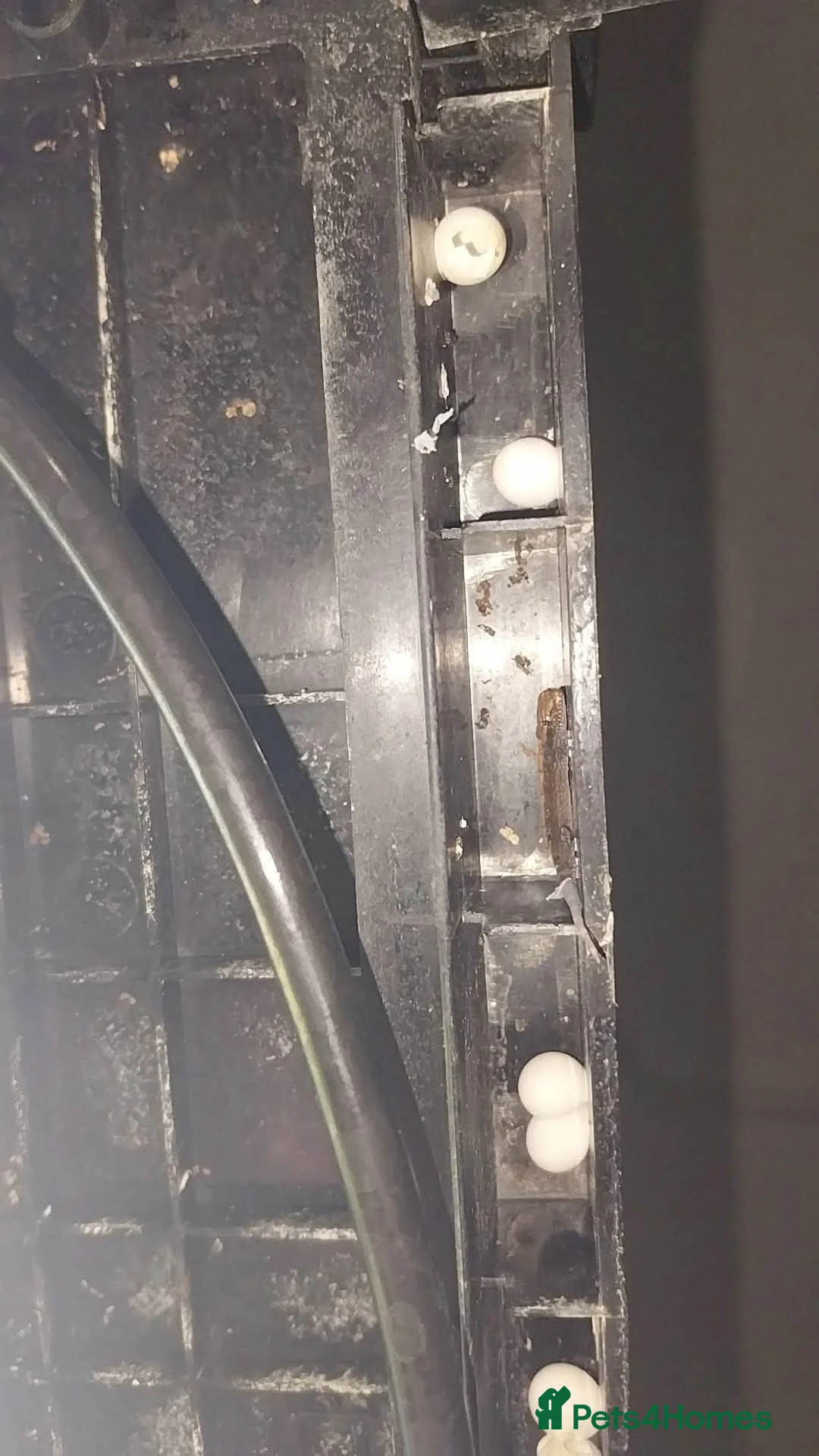 Gecko reptiles for sale: Mourning geckos. - Advert 23