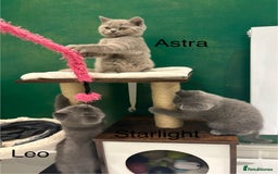 British Shorthair cats for sale: PEDIGREE BLUE BSH KITTEN AVAILABLE NOW!  - Image 7