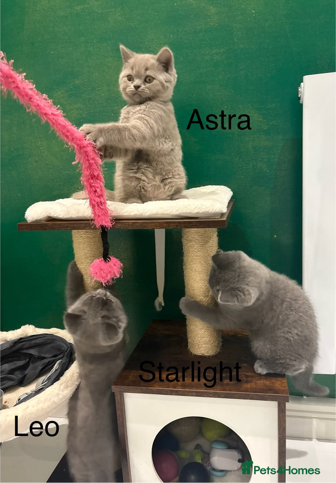 British Shorthair cats for sale: PEDIGREE BLUE BSH KITTEN AVAILABLE NOW!  - Image 7