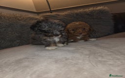 Toy Poodle dogs for sale: Beautiful Toy Poodle puppies - Image 19