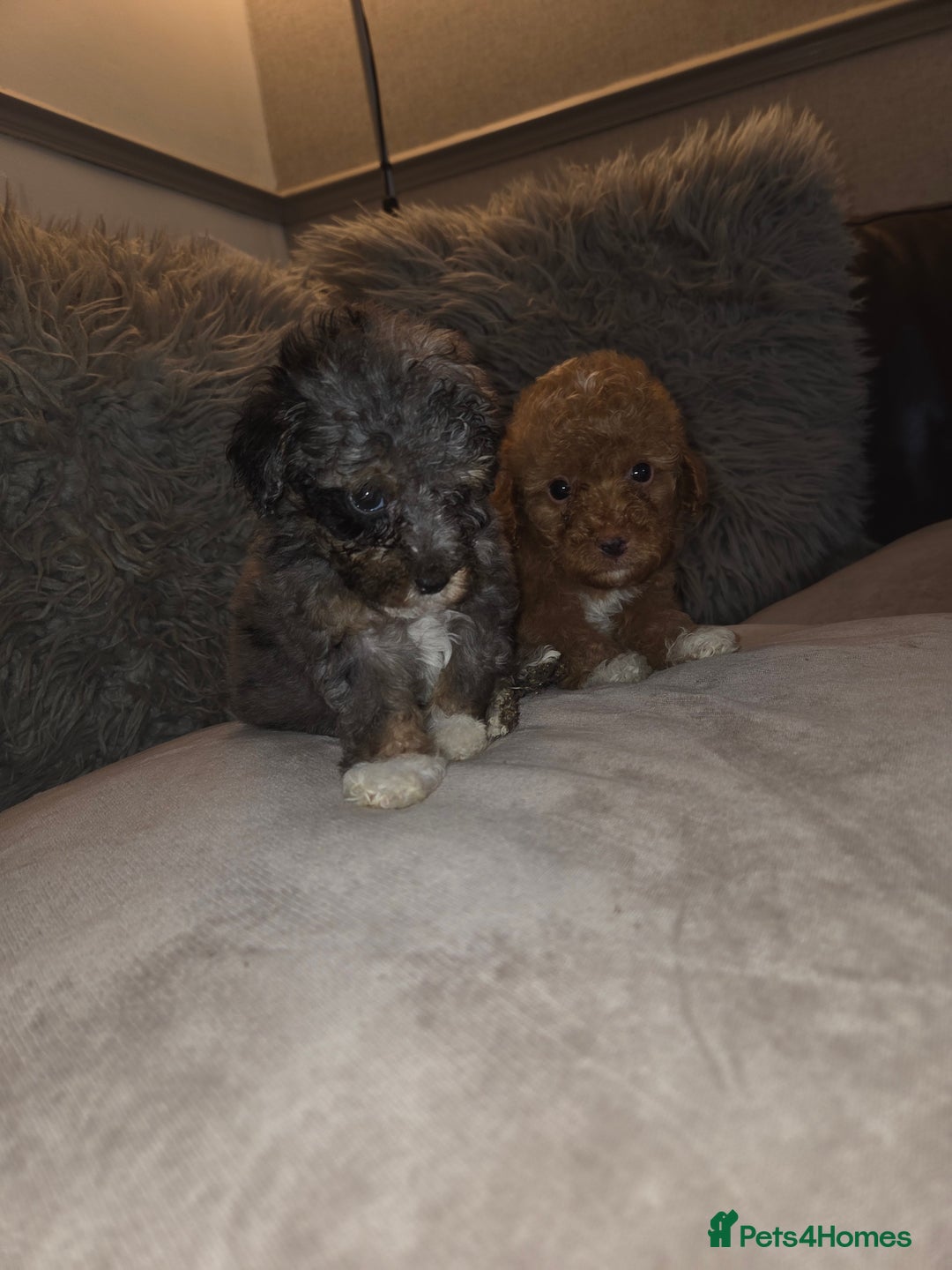 Toy Poodle dogs for sale: Beautiful Toy Poodle puppies - Image 19
