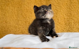 British Shorthair cats for sale: Stunning British Shorthair kittens - rare colours - Image 8