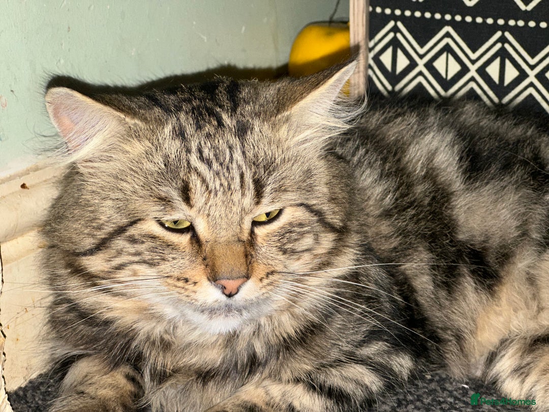 Maine Coon cats for sale: We have 4  sweet English Maine coon kittens❣️ - Advert 5