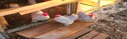 Chickens poultry for sale: Lavender Pekin Bantams - Advert 2