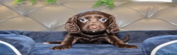 Cocker Spaniel dogs for sale: Kc Reg Health Tested Cocker Spaniel Puppies - Advert 14
