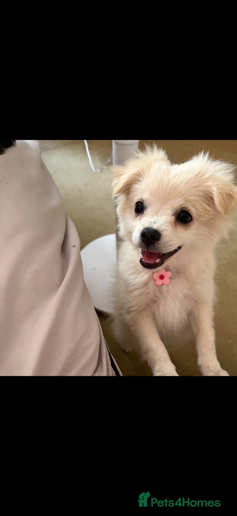 Pomchi dogs 1 girl puppy  - Advert 8