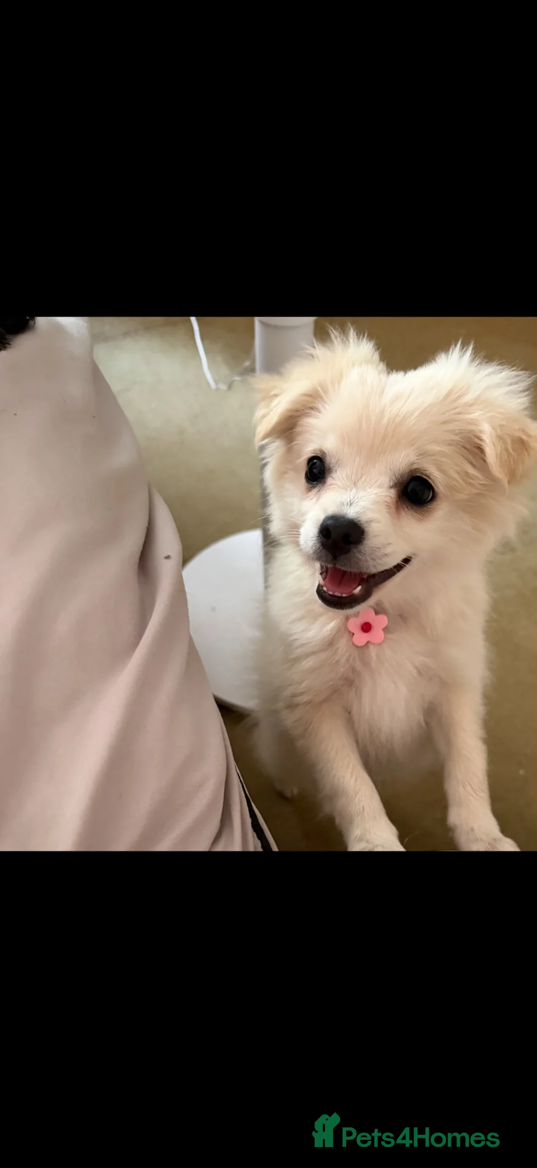 Pomchi dogs for sale: 1 girl puppy  - Advert 1