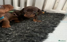 Miniature Dachshund dogs for sale: Miniature dachshund puppies - Image 9