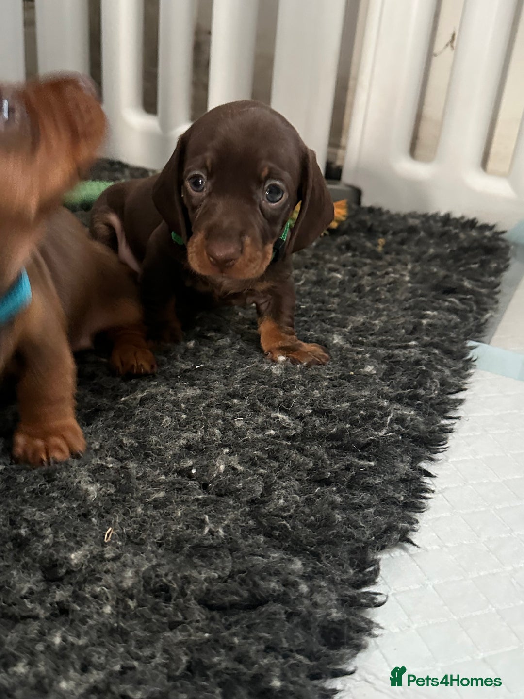 Miniature Dachshund dogs for sale: Miniature dachshund puppies - Image 9
